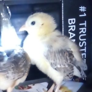 Meet your Posher, Carol